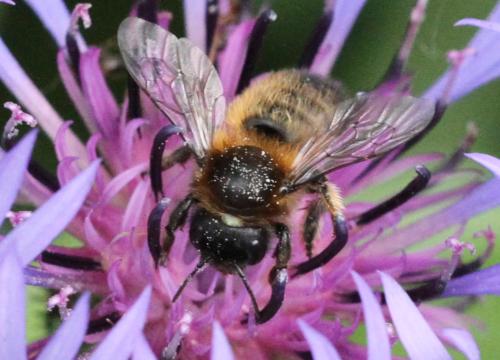 Megachile (circumcincta-nigriventris)